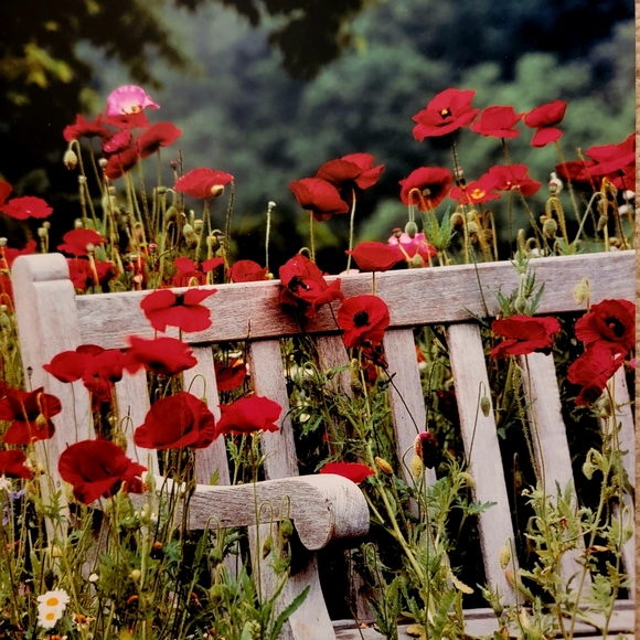 COLDWATER CREEK ♡  White Wooden Bench Red Floral Poppy Unframed Original Print - Picture 11 of 17
